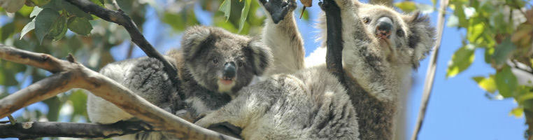 Bild zu Die Betten der Tiere